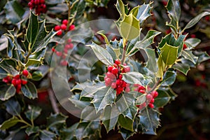 Close up to a mistletoe bush, leaves and red berries. Traditional christmas plant