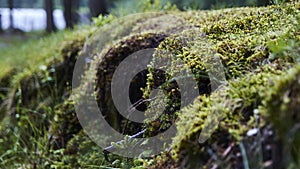 Close up to moss in forest