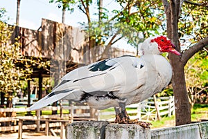 Close-up to Muscovy Duck in Farm