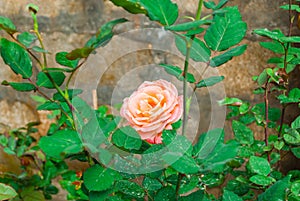 Close-up to Orange Pink Rose