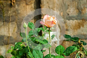 Close-up to Orange Pink Rose