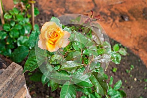 Close-up to Orange Rose