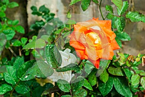 Close-up to Orange Rose