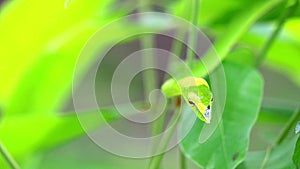 Close up to Oriental whipsnake hide in the leaves in garden for insects and small animals to eat