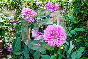 Close-up to Pink Dahlia