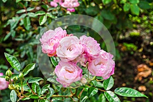 Close-up to Pink Damascena Roses