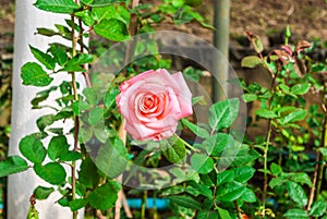 Close-up to Pink Rose