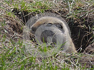 A close up to a Prairie dog face, a herbivorous burrowing ground squirrels native to the grasslands of North America
