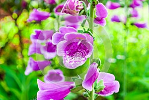 Close-up to Purple Ground Orchids