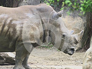Close up to Rhino