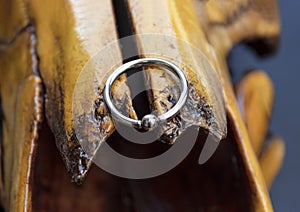 Close up to a silver rounder piercing jewlery over a yellow cow skull photo
