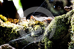 View of a spider weave among the moss photo