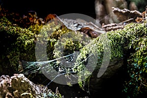 View of a spider weave among the moss photo