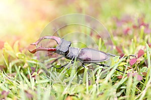 Close up to stagbeetle