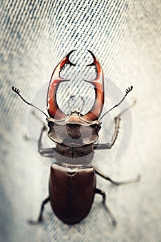 Close up to stagbeetle