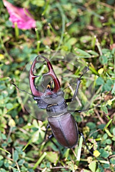 Close up to stagbeetle