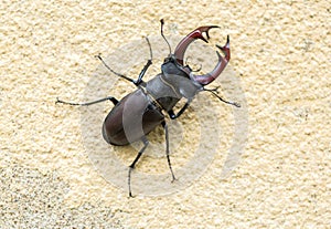 Close up to stagbeetle photo