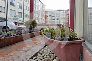 Close up to a succulent garden into a red flower pot with silver car and a residential unit at background in rainy day