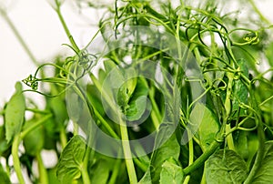 Close up to texture of young sweet pea sprouts