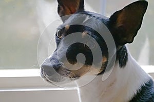 A close up to a Toy Fox Terrier head, American Toy Terrier or Amertoy. Tri-Color variant dog, looking at the camera