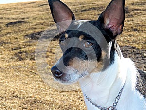 A close up to a Toy Fox Terrier looking at the camera on a leash