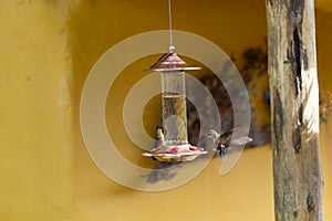 Close up to a two yellow and green hummingbird drinking water on bird waterer