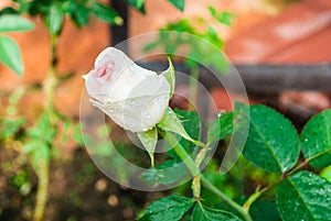 Close-up to White Pink Rose