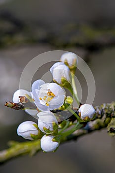 Close up to White plum blossoms blooming warmly in spring sunny day