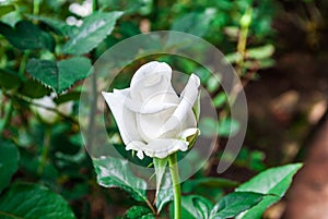 Close-up to White Rose