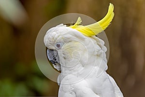 Close up to a Yellow-crested cockatoo a medium-sized cockatoo