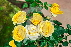 Close-up to Yellow Roses