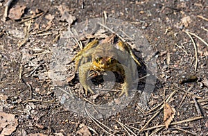Close-up of a toad on the ground.