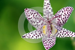 Close-up on a toad lily (Tricyrtis hirta) photo