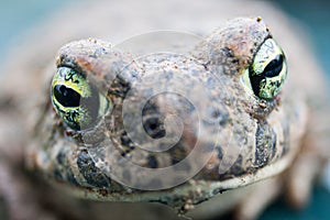 Close-up of a toad`s eyes.Front view. Close-up of amphibian animals