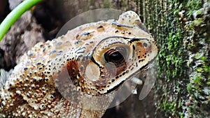 Close up toad from the side.