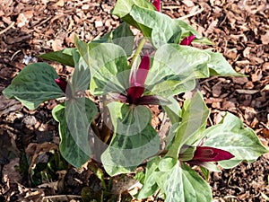 Close-up of the toadshade or toad trillium Trillium sessile, it has a whorl of three bracts leaves and a single trimerous photo