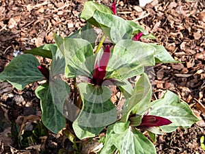 Toadshade or toad trillium (Trillium sessile), it has a whorl of three bracts (leaves) and a single trimerous photo