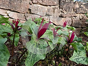 Toadshade or toad trillium (Trillium sessile) with a whorl of three bracts and a single trimerous reddish photo