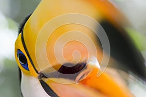 Close-up of a toco toucan photo