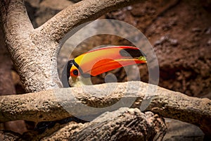Close-up of a Toco toucan hiding behind a branch