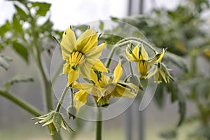 A close-up tomato flower in a greenhouse. The concept of growing vegetables. Garden plant of the Solanaceae family. Field or home