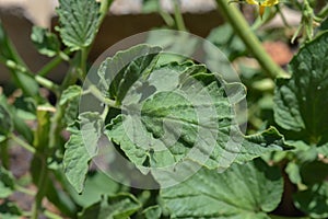 Close up of a tomato leaf