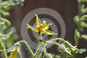 Close up of a tomato plant flower