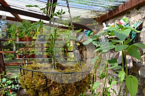 Close up of a tomato plant in a hanging basket.