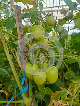 close up of tomato plant seeds that are fruitful and green