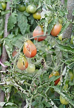 Close up on tomatoes crack or split. Sick tomato plant affected by disease