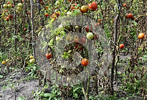 Tomatoes get sick by late blight or Phytophthora. photo