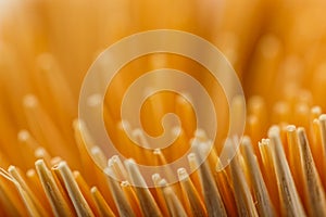 Close up Toothpick