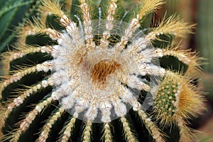 Close up of the top of a Barrel Cactus with a white fuzzy top and brown spines