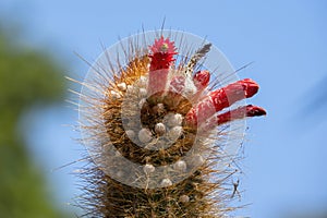 Close-up of top of a cactus with red flowers (cleistocactus buchtienii), native to Bolivia